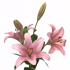 Lys