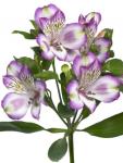 Alstromeria