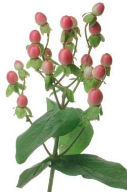 Hypericum