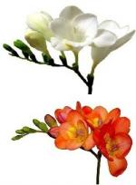 Freesia