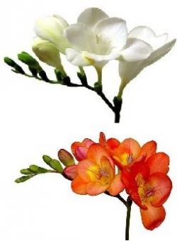 Freesia