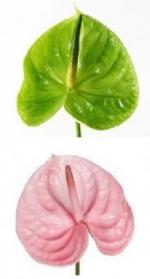 Anthurium