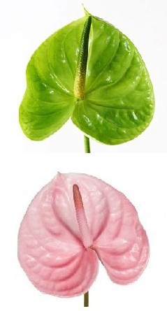 Anthurium