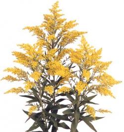 Solidago