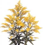 Solidago