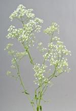 Gypsophile